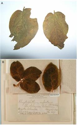 The Importance of Mycological and Plant Herbaria in Tracking Plant Killers